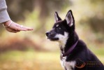 Hundeschule Positiv - 4 paws 2 teach