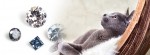 Semper Fides Diamonds GmbH - Tierdiamanten